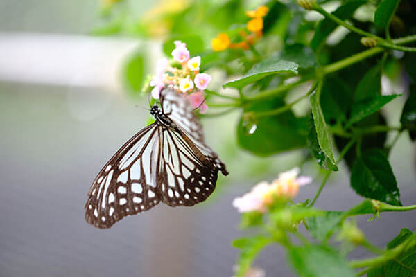 Butterfly House