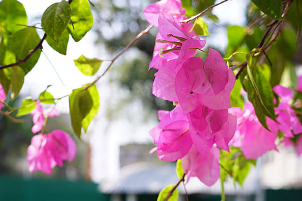 Islamic Botanical Garden